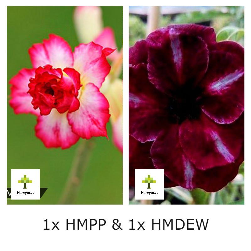 Adenium Combo - HMPP and HMDEW (HMCO142)