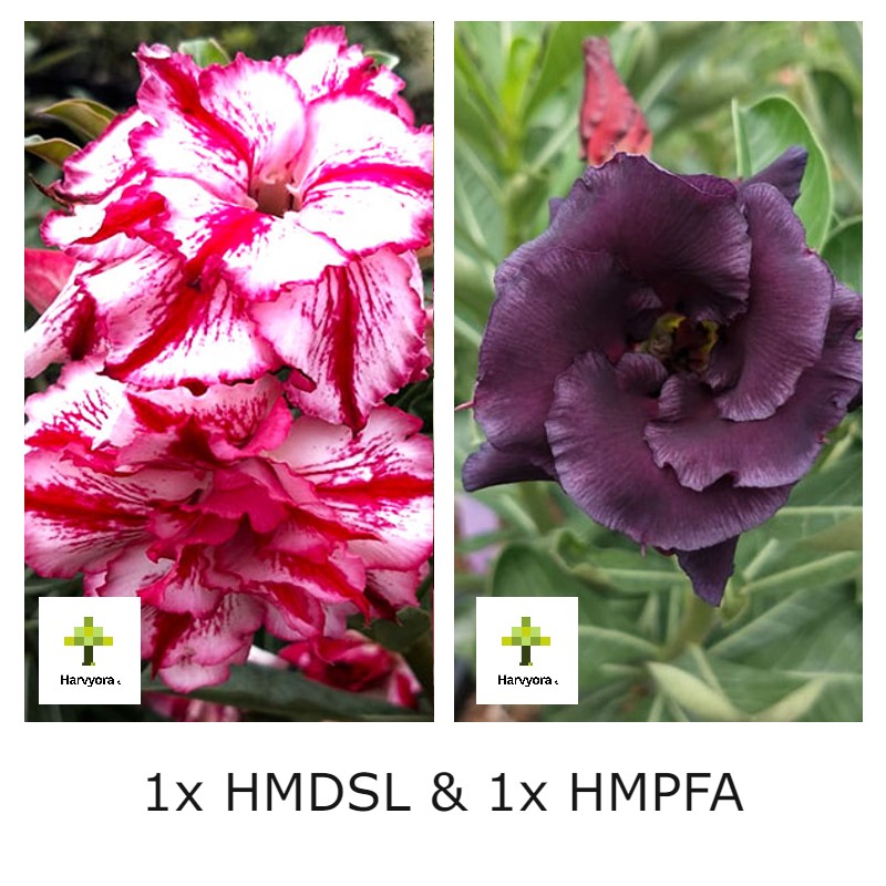 Adenium Combo - HMDSL and HMPFA (HMCO143)