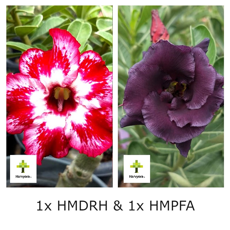 Adenium Combo - HMDRH and HMPFA (HMCO144)