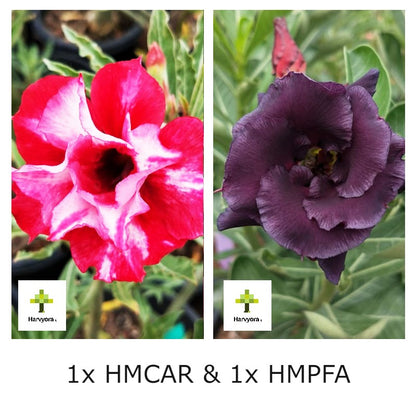 Adenium Combo - HMCAR and HMPFA (HMCO145)