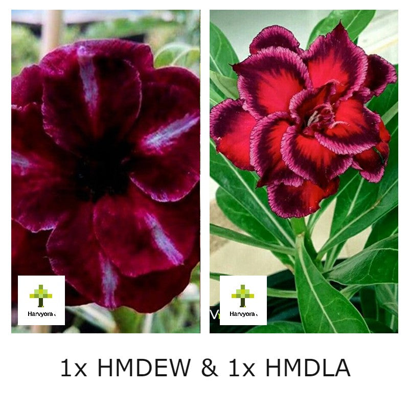 Adenium Combo - HMDEW and HMDLA (HMCO146)