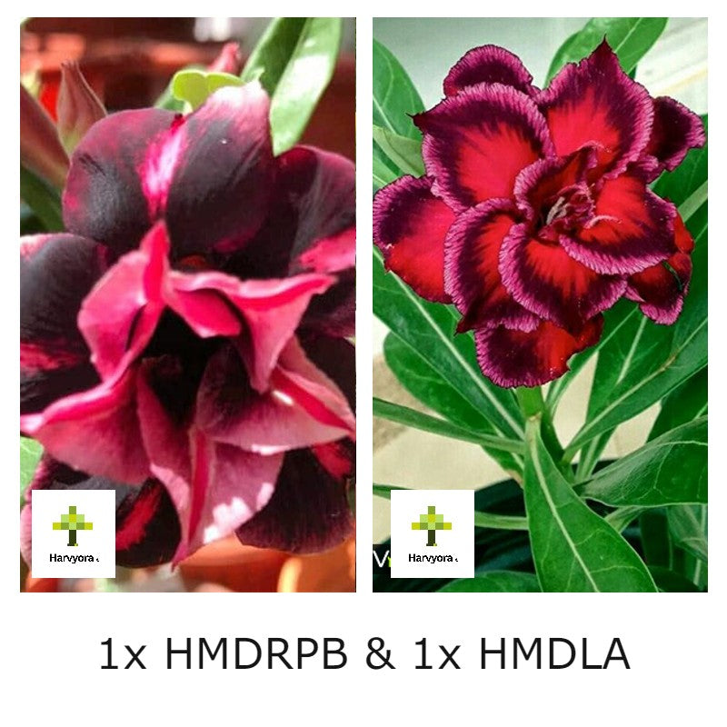 Adenium Combo - HMDRPB and HMDLA (HMCO147)