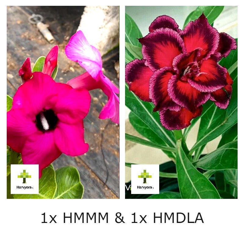 Adenium Combo - HMMM and HMDLA