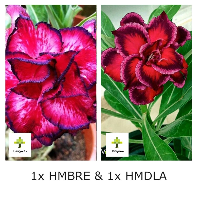 Adenium Combo - HMBRE and HMDLA