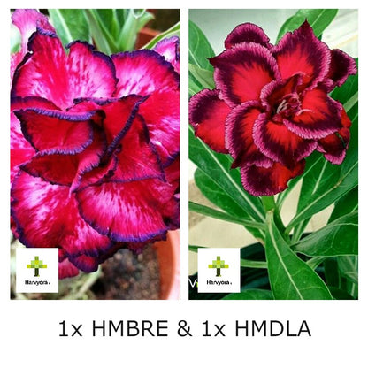 Adenium Combo - HMBRE and HMDLA (HMCO150)