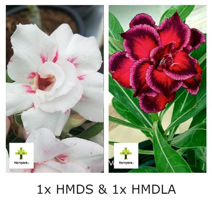 Adenium Combo - HMDS and HMDLA (HMCO151)