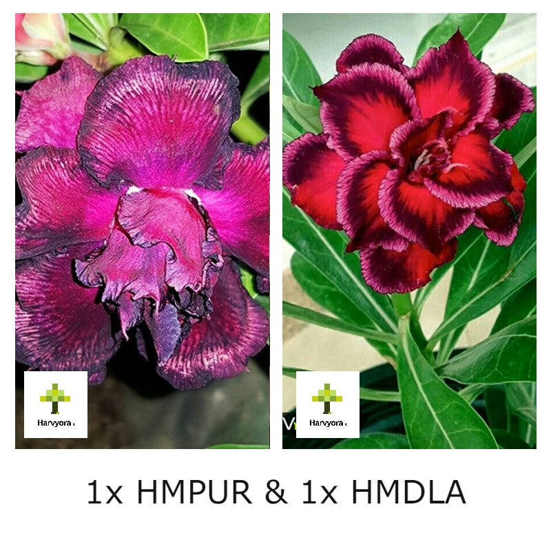 Adenium Combo - HMPUR and HMDLA