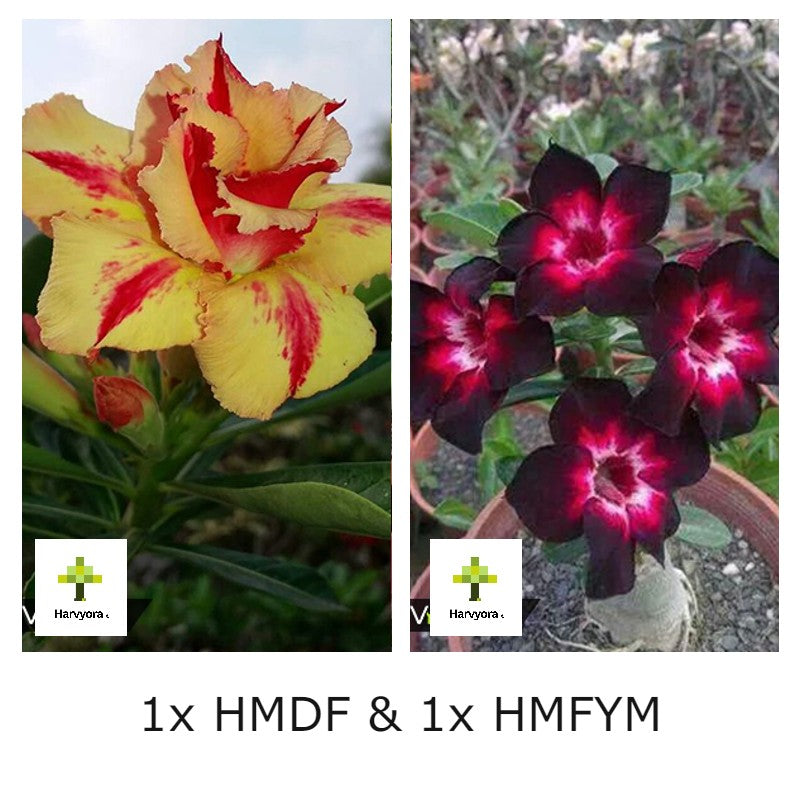 Adenium Combo - HMDF and HMFYM