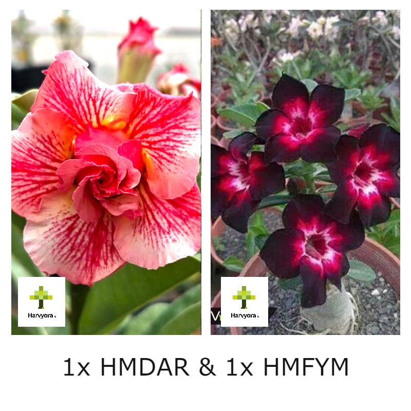 Adenium Combo - HMDAR and HMFYM (HMCO155)