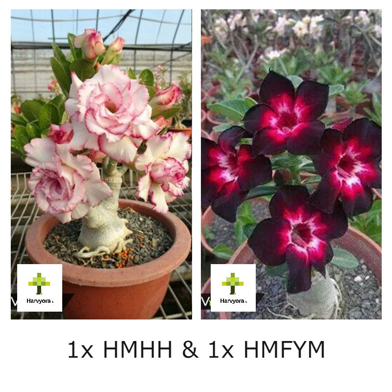 Adenium Combo - HMHH and HMFYM
