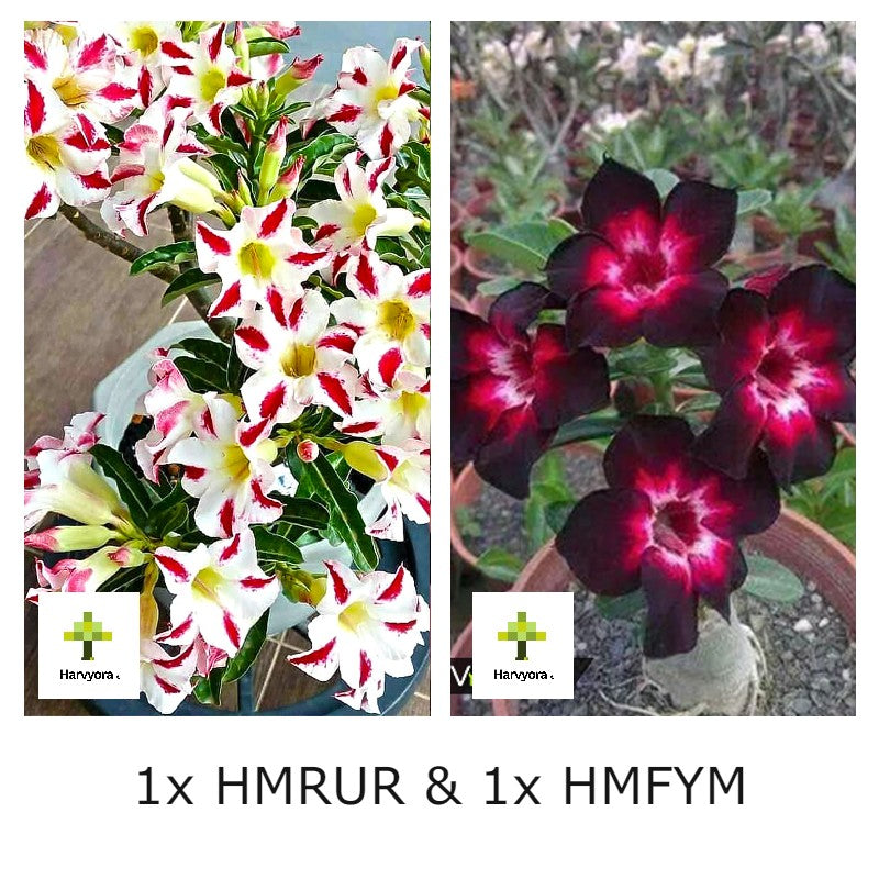 Adenium Combo - HMRUR and HMFYM (HMCO157)