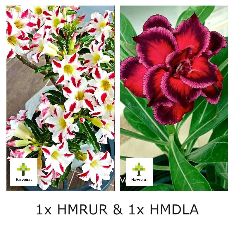 Adenium Combo - HMRUR and HMDLA (HMCO158)