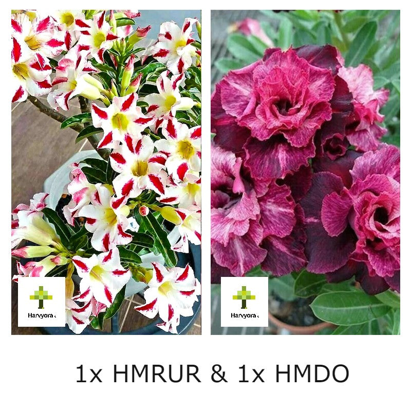 Adenium Combo - HMDO and HMRUR (HMCO159)