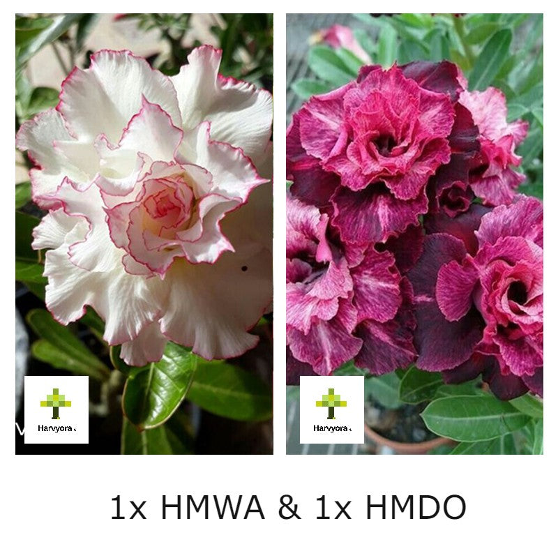 Adenium Combo - HMWA and HMDO (HMCO160)