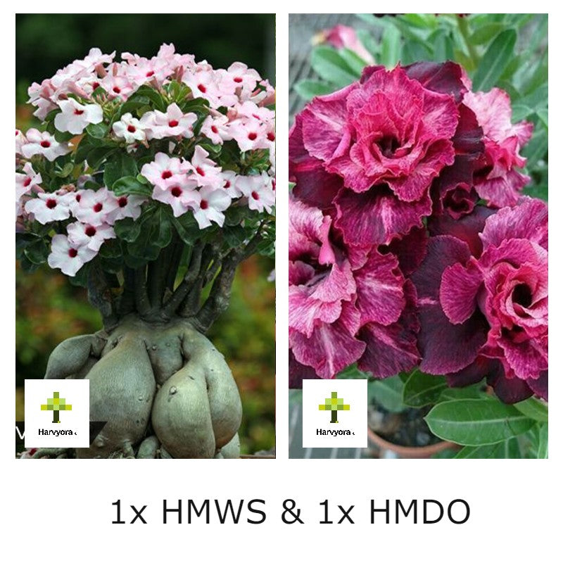 Adenium Combo - HMWS and HMDO (HMCO161)