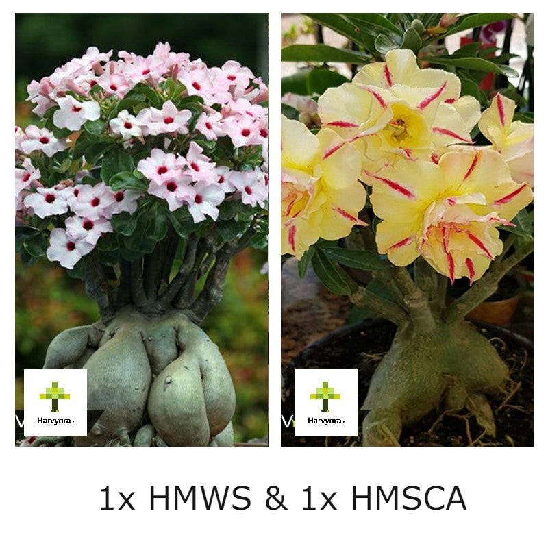 Adenium Combo - HMWA and HMSCA (HMCO162)