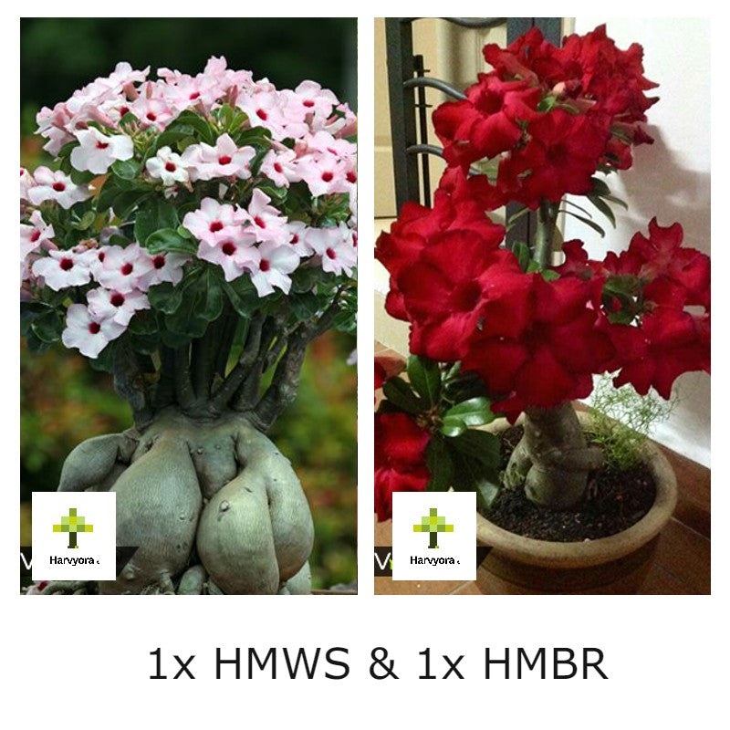 Adenium Combo - HMWS and HMBR (HMCO163)