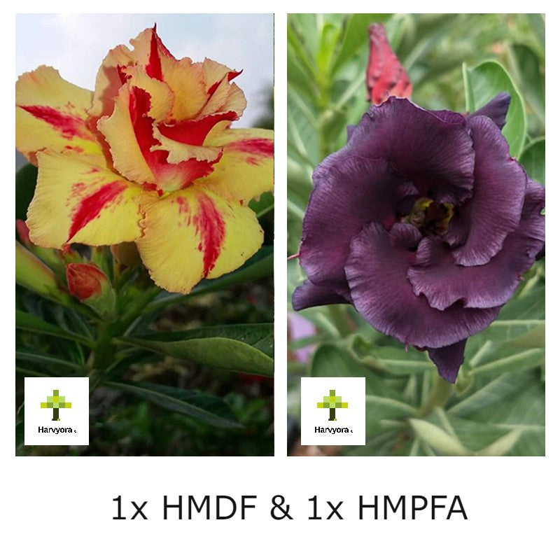 Adenium Combo - HMDF and HMPFA (HMCO165)