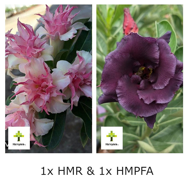 Adenium Combo - HMR and HMPFA (HMCO166)