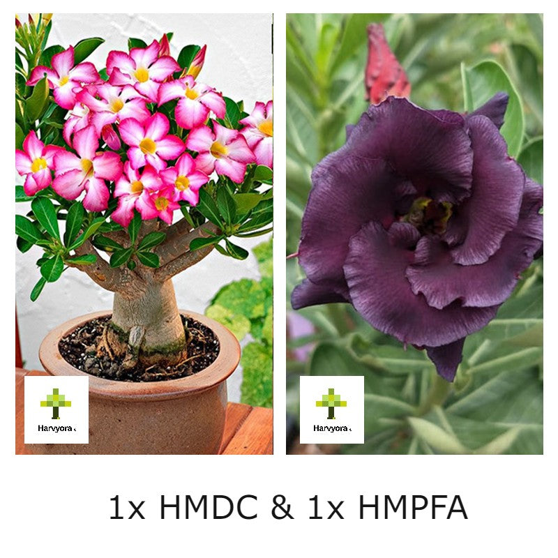 Adenium Combo - HMDC and HMPFA (HMCO167)