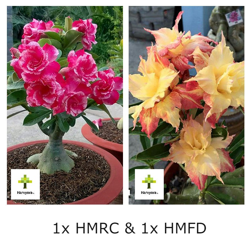 Adenium Combo - HMRC and HMFD (HMCO168)