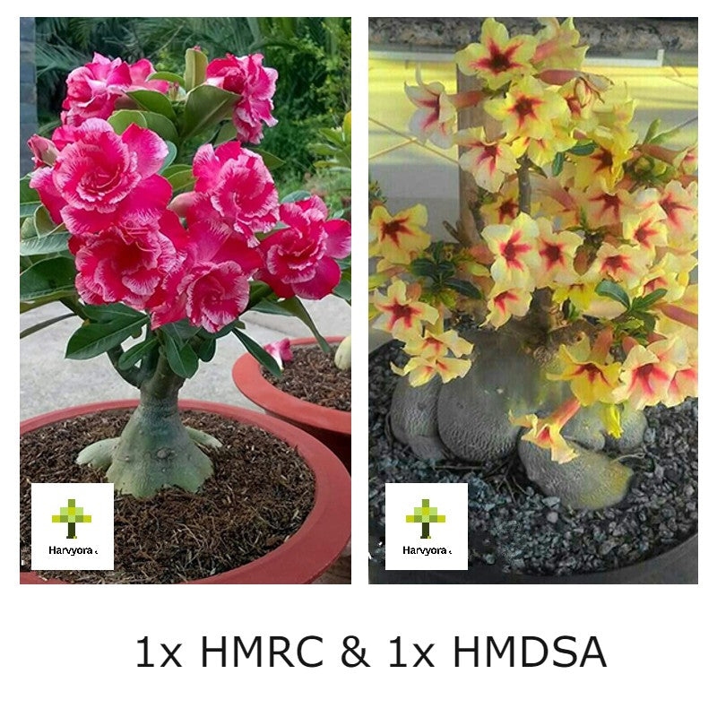 Adenium Combo - HMRC and HMDSA