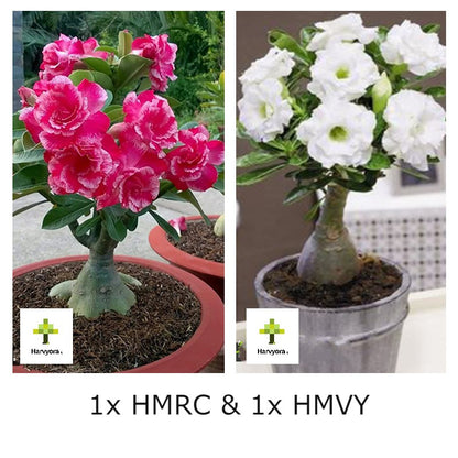 Adenium Combo - HMRC and HMVY (HMCO170)