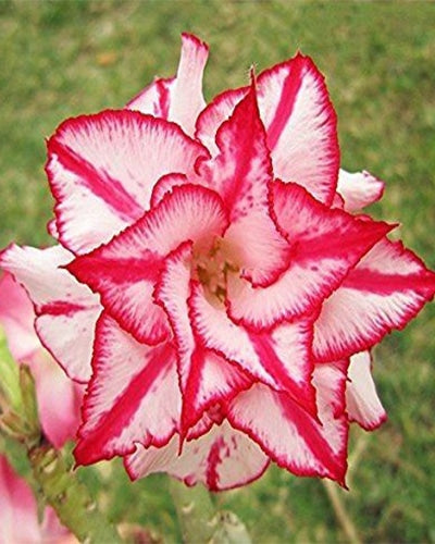 Desert Hedra | Triple Petal White Red Grafted Adenium Plant - Desert Rose Bonsai | Adenium Obesum | Outdoor Flowering Plant