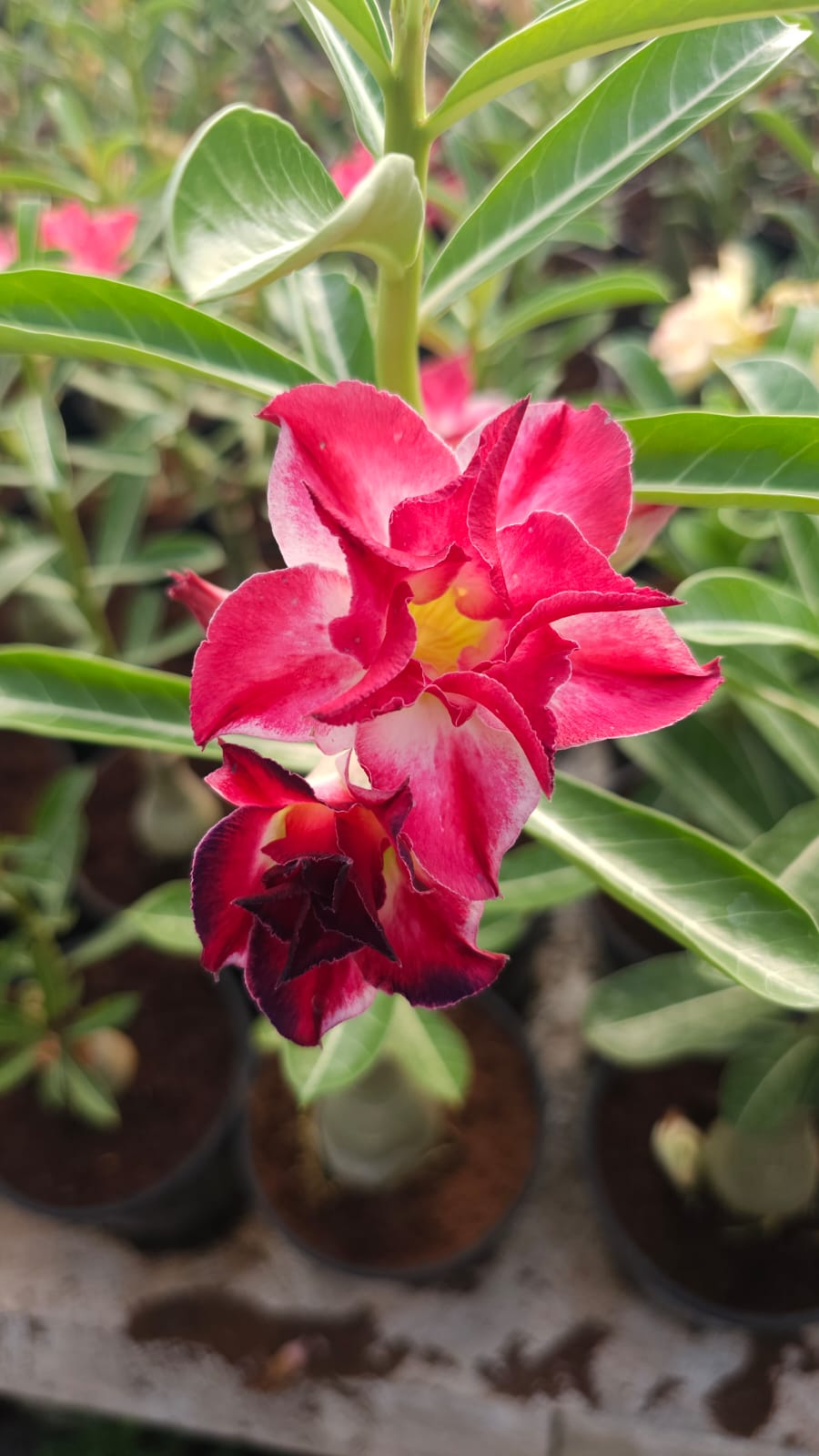 Sahara Rose | Double petal rose and white Grafted Adenium Plant - Desert Rose Bonsai | Adenium Obesum | Outdoor Flowering Plant
