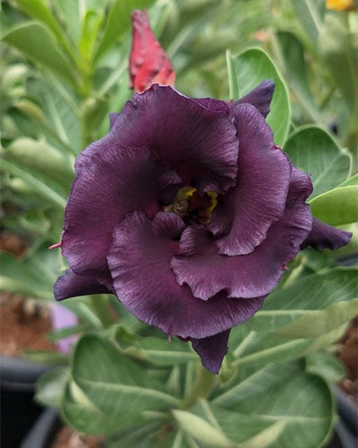 Purple Falcon | Double Petal Dark Purple Grafted Adenium Plant - Desert Rose Bonsai | Adenium Obesum | Outdoor Flowering Plant