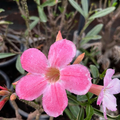 Desert Rose Pink Pretty ( Single Petal Pink Adenium Bonsai Desert Rose Plant )[code-HMDRPP]