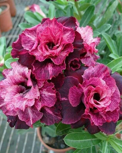 Desert Oxalis | Triple Petal Violet Red Grafted Adenium Plant - Desert Rose Bonsai | Adenium Obesum | Outdoor Flowering Plant