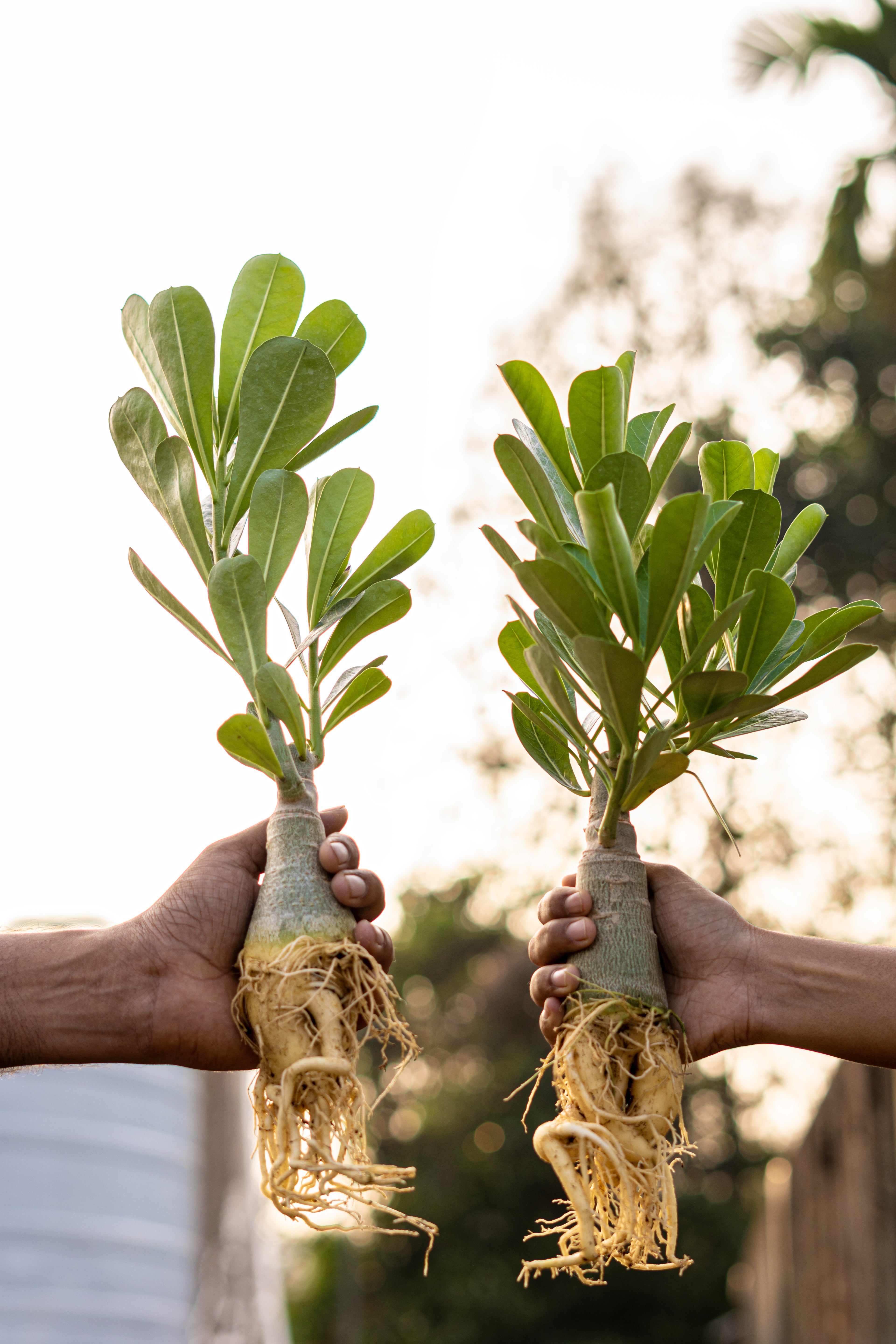 Adenium Combo - HMAR and HMDST (HMCO113)