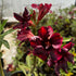 New Year Cracker ( Single Petal Dark Red Adenium Bonsai Desert Rose Plant )[code-HMNYC]