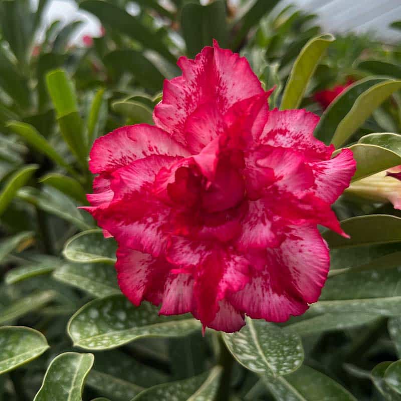 Christmas Gift ( Triple Petal Red Adenium Bonsai Desert Rose Plant )[code-HMCG]