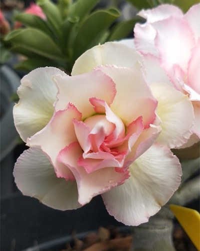 Desert Pearl | Triple Petal Pearl White Grafted Adenium Plant - Desert Rose Bonsai | Adenium Obesum | Outdoor Flowering Plant