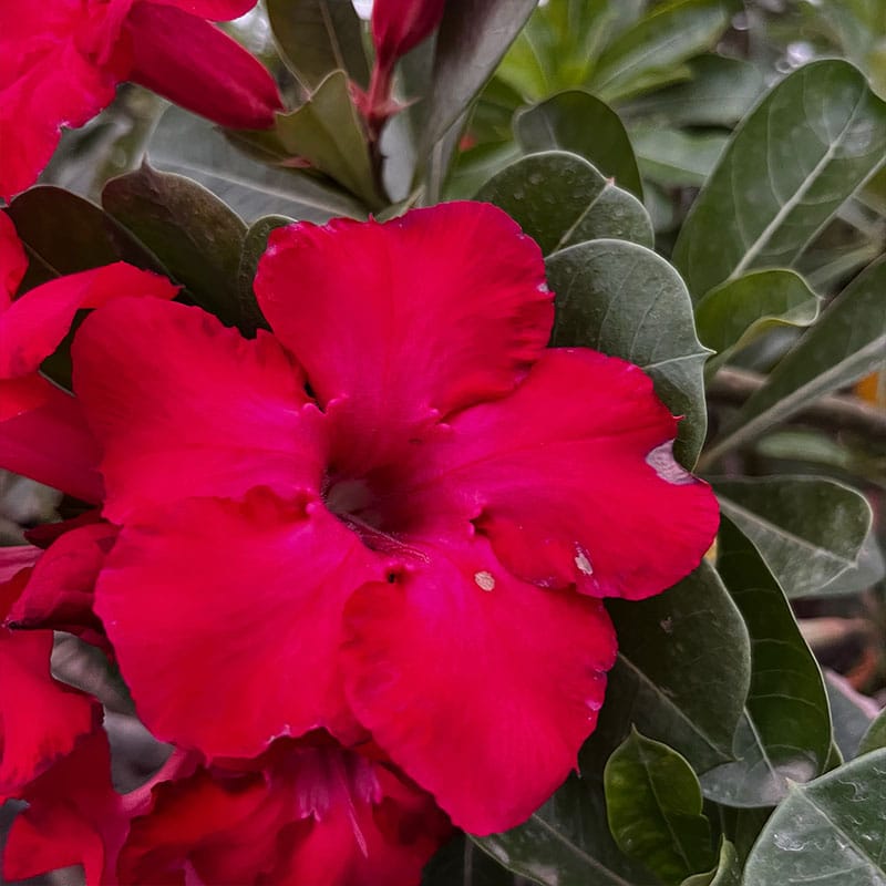 Dark Desert Rose Think ( Single Petal Rose Adenium Bonsai Desert Rose Plant )[code-HMDDRT]