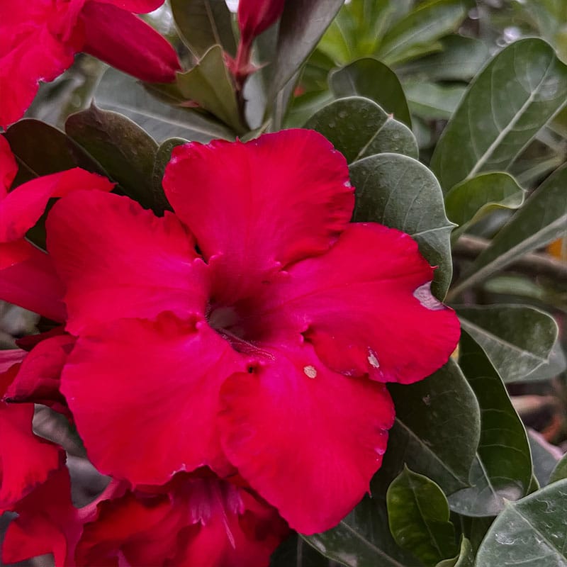 Dark Desert Rose Think | Single Petal Rose Adenium Plant Grafted Adenium Plant - Desert Rose Bonsai | Adenium Obesum | Outdoor Flowering Plant