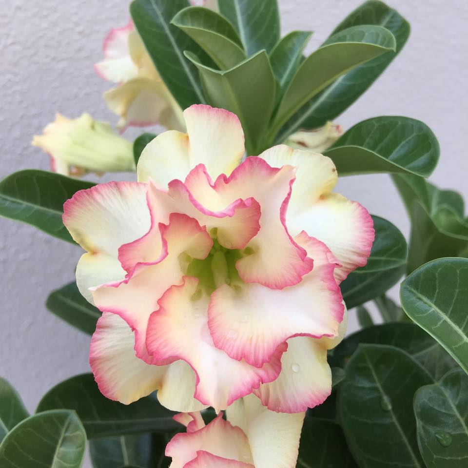 Bride Code | Double petal pink yellow Grafted Adenium Plant - Desert Rose Bonsai | Adenium Obesum | Outdoor Flowering Plant
