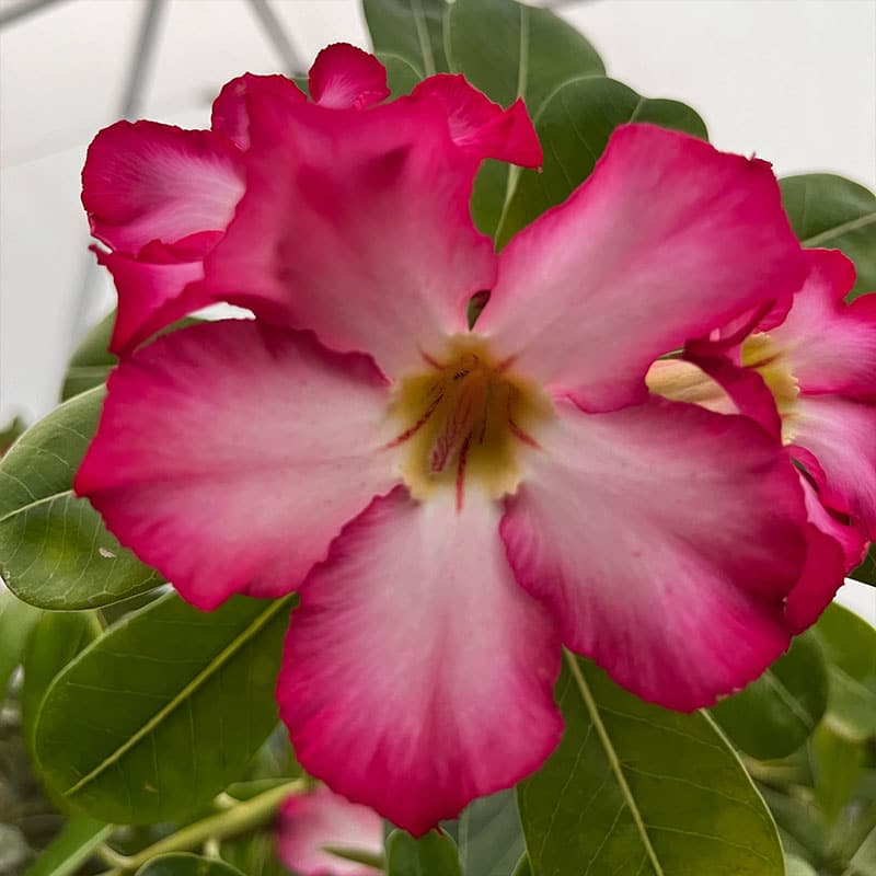 Papper Bite | Single Petal Rose Adenium Bonsai Grafted Adenium Plant - Desert Rose Bonsai | Adenium Obesum | Outdoor Flowering Plant