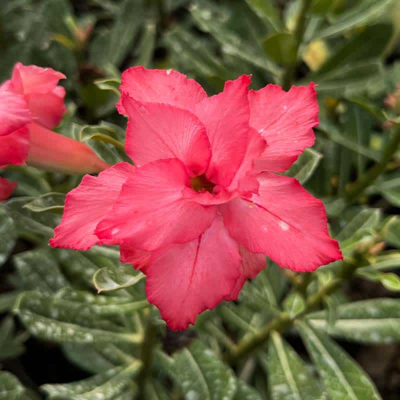 Simons Pink Red ( Double Petal Pink Red Adenium Bonsai Desert Rose Plant )[code-HMSPR]