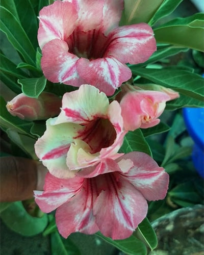Kalahari Shades | Single Petal Multicolor Grafted Adenium Plant - Desert Rose Bonsai | Adenium Obesum | Outdoor Flowering Plant