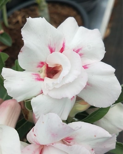 Desert Snow (Double Petal White Rose Adenium Bonsai Plant) [CODE-HMDS]