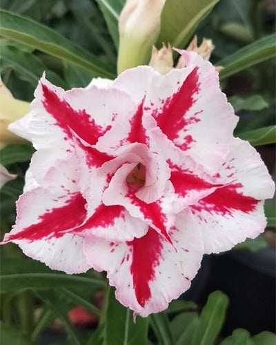 Desert Christmas | Triple Petal Grafted Adenium Plant - Desert Rose Bonsai | Adenium Obesum | Outdoor Flowering Plant
