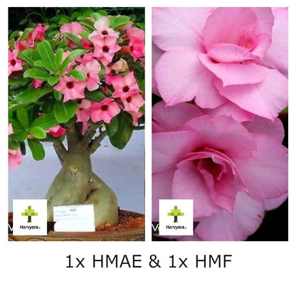 Adenium Combo - HMAE and HMF (HMCO104)