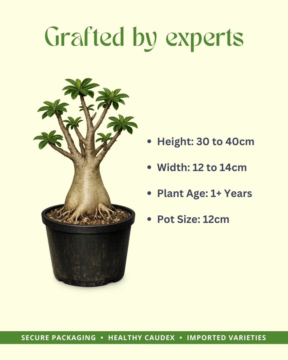 Rose Craft | Triple petal dark rose white Grafted Adenium Plant - Desert Rose Bonsai | Adenium Obesum | Outdoor Flowering Plant