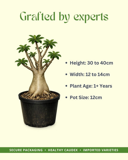 Springle Yellow Red Line (Single Petal Yellow Adenium Plant)