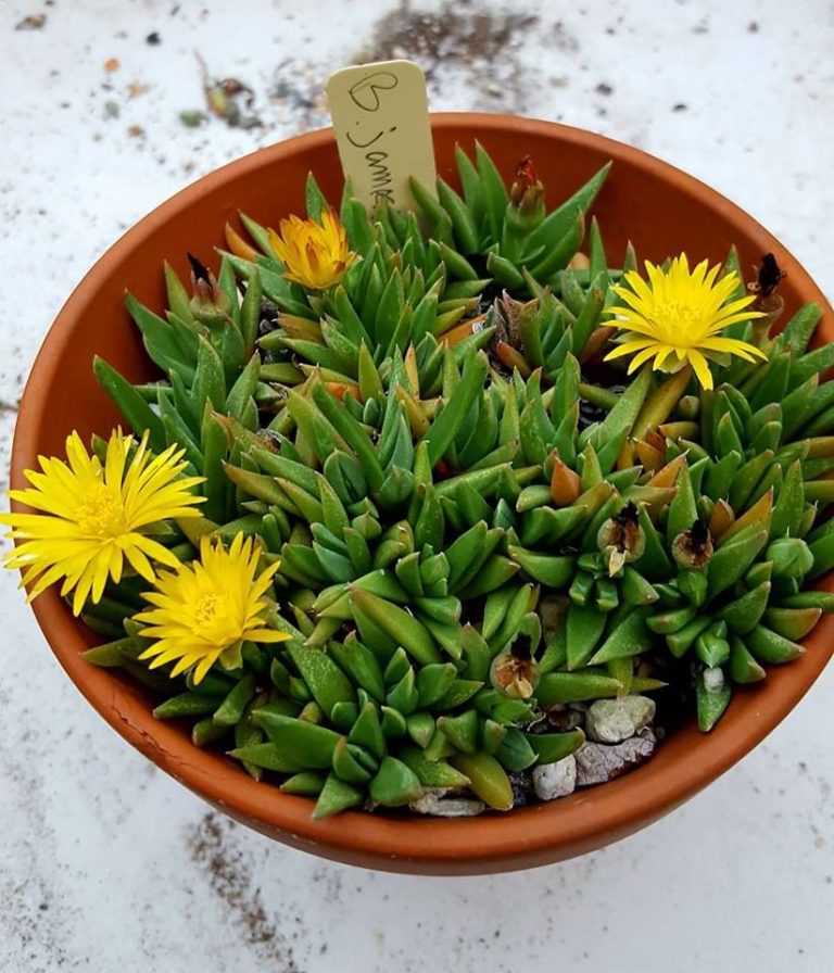 Bergeranthus (Yellow Flowering Indoor House Plant)