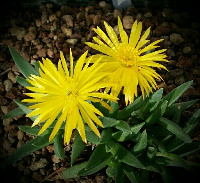 Bergeranthus (Yellow Flowering Indoor House Plant)