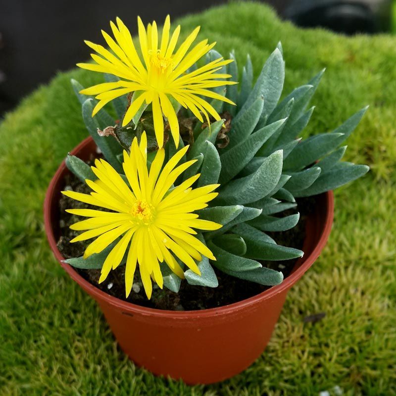 Bergeranthus (Yellow Flowering Indoor House Plant)